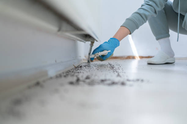 Professional Pest Control in Avila Beach, CA